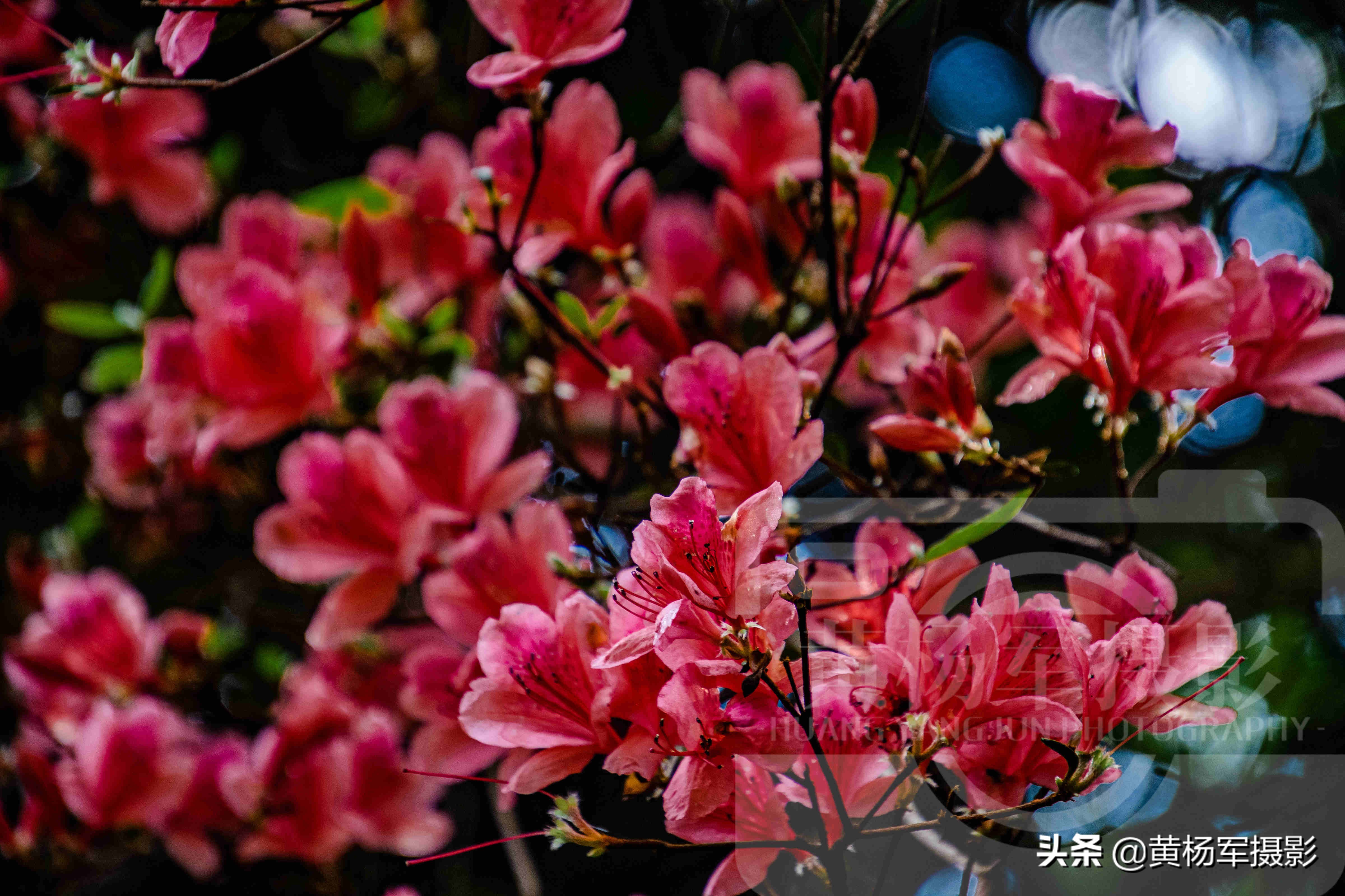 鏄ュぉ婕北閬嶉噹鐨勬槧灞辩孩缇庢櫙,婕北閬嶉噹鐨勬槧灞辩孩缇庝笉鑳滄敹