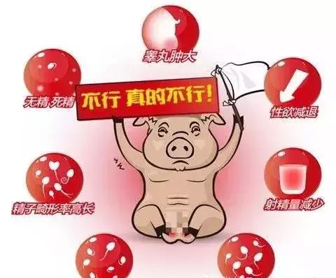 要想母猪高产,种公猪的这些饲养要点必须知道!