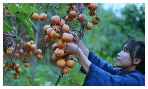 李子柒乡村振兴大使,李子柒乡村文化振兴