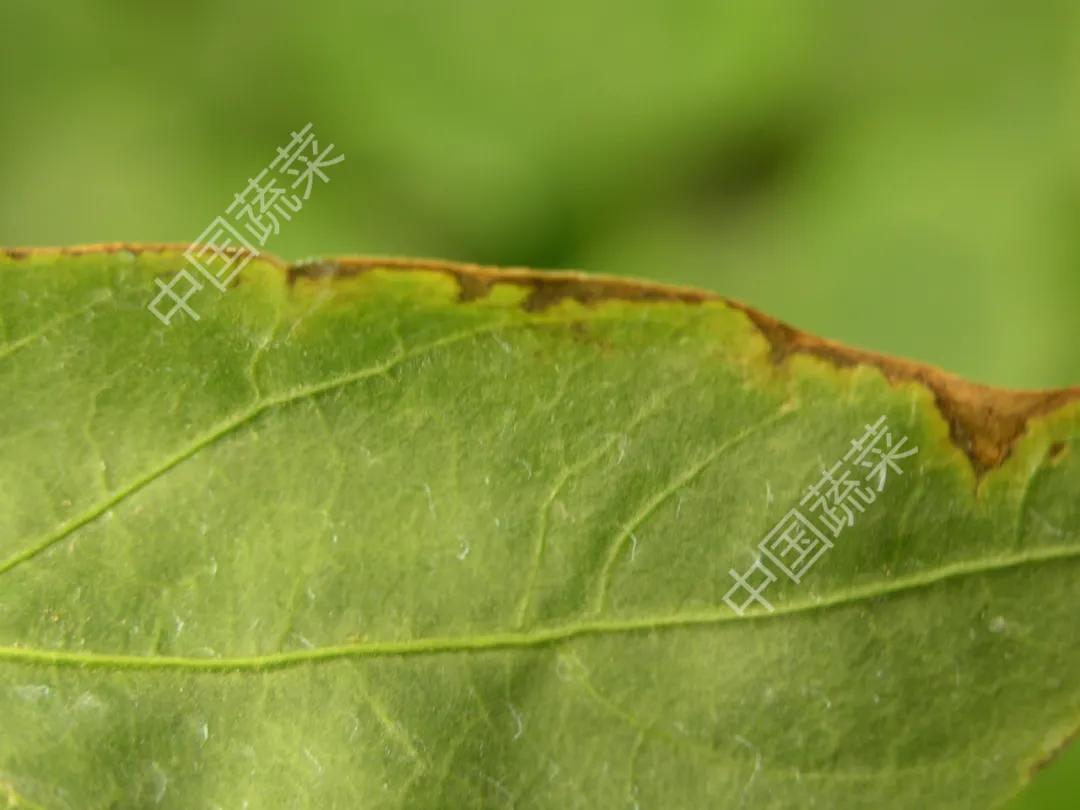 叶片疮痂病,辣椒叶片病害图片与防治措施