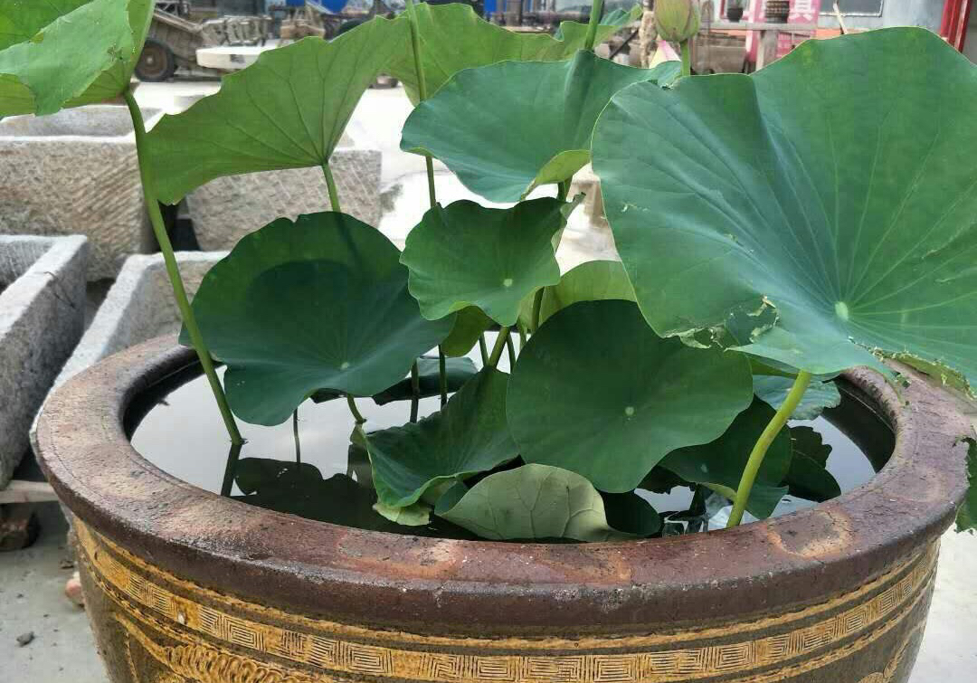 庭院养殖荷花怎么才能开花,有院子养什么花