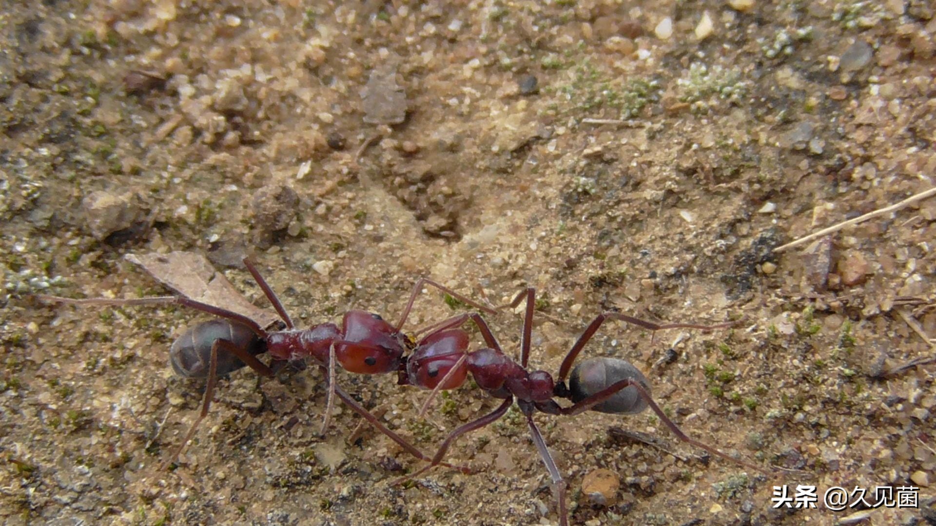 甘蔗蟾蜍入侵澳洲,澳大利亚新入侵物种海蟾蜍