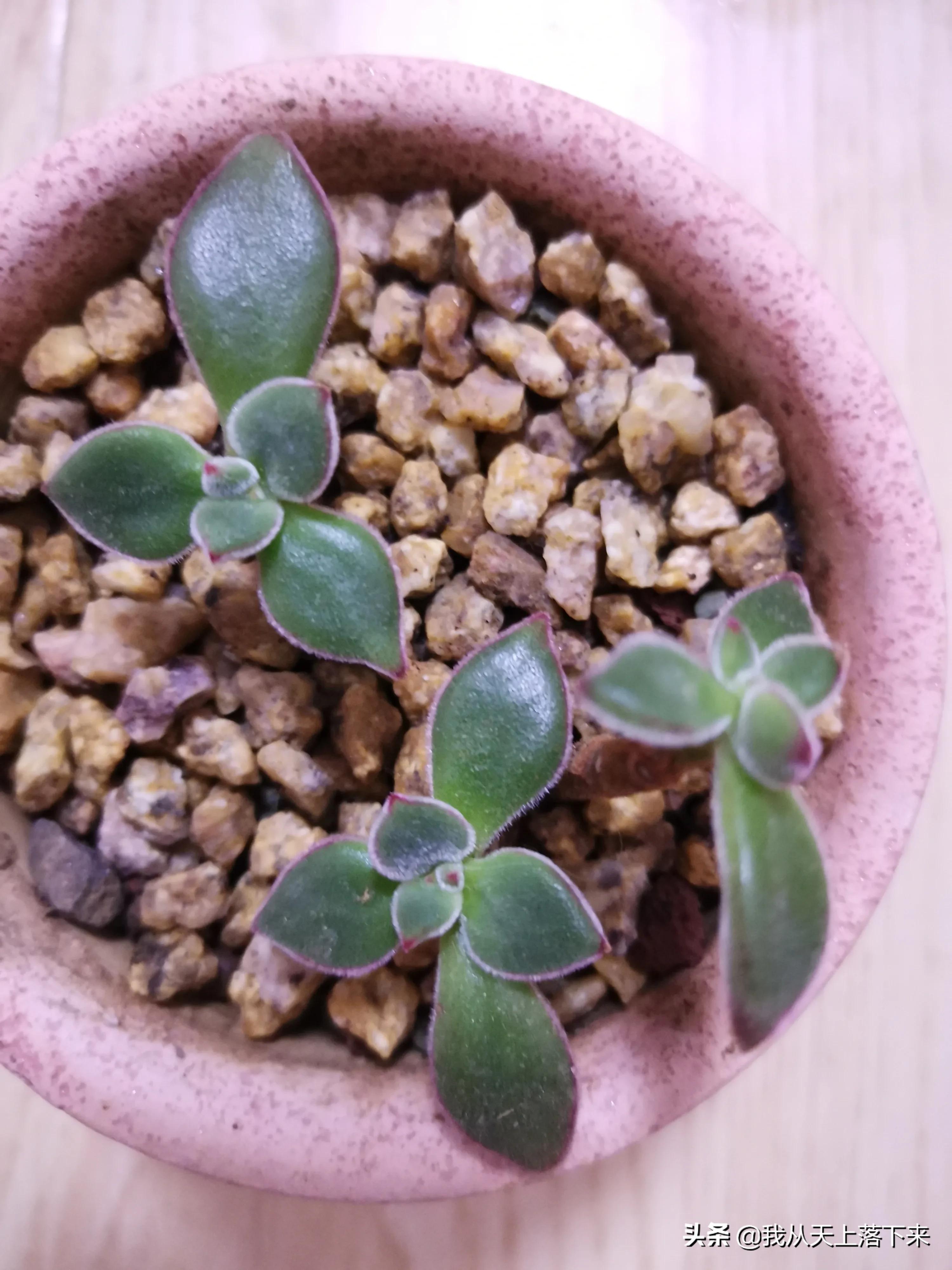 89种常见多肉植物品种图，实物拍摄，还不认识的小伙伴赶紧收藏好