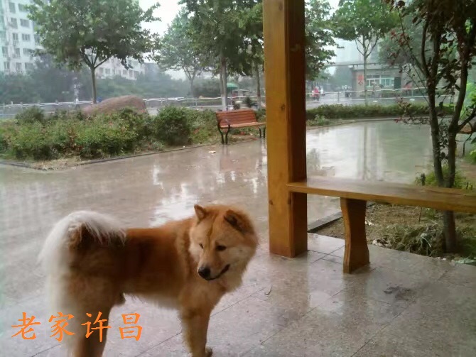 哈利狗狗抖音,哈利哈利哈