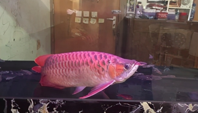 小龙鱼疾病,龙鱼突发疾病