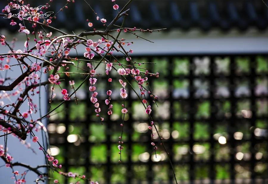 爱上一座城爱上一种心情,爱上一座城需要几个瞬间