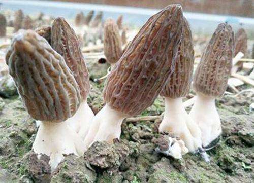 羊肚菌种植栽培技术视频教程（完整版）