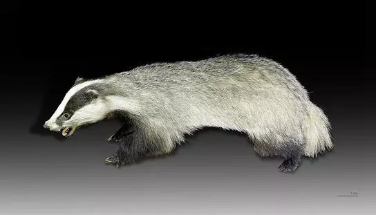 鲁迅笔下的猹怎么吃,鲁迅里的猹