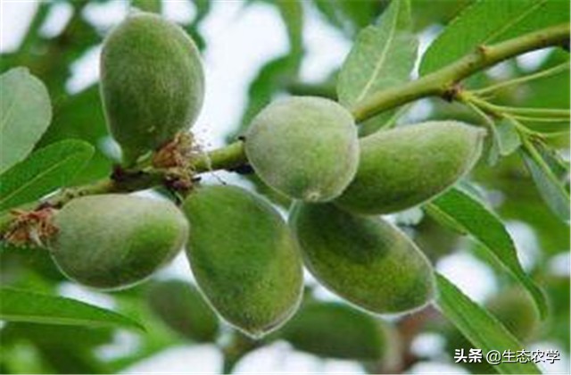 扁桃种植技术和管理,扁桃种植基地