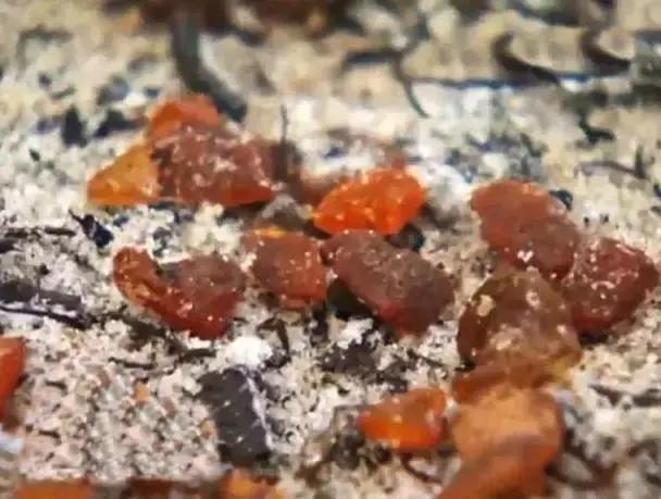 俄罗斯琥珀可以带回国吗,在俄罗斯哪里能买到蜜蜡