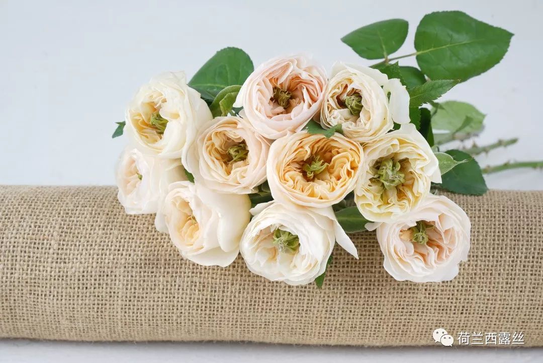 古代的四大美人的名字,古代四大美人中有羞花之称的是谁