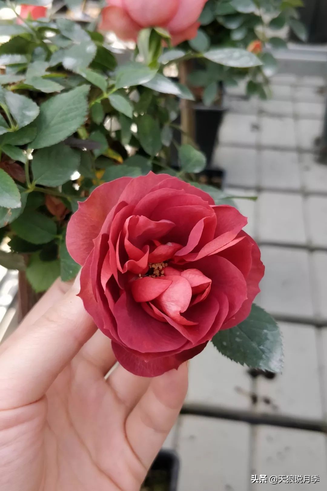 都说“最美人间四月天”，应该就是月季开花的模样吧！