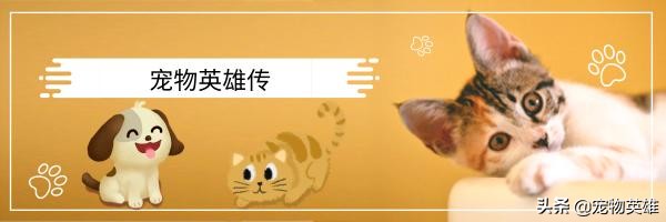 狗子被蜜蜂蛰成大肿脸原视频,狗子眼睛被蜜蜂蛰白了