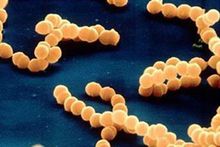 禽类葡萄球菌怎么治疗最好,鸡葡萄球菌最佳防治方法