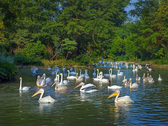 长隆飞鸟乐园湿地精灵,长隆飞鸟公园一日游攻略