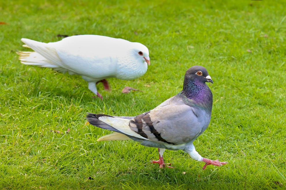 鸽子大量喝水拉水不吃食,鸽子喝水多拉水便喂什么药