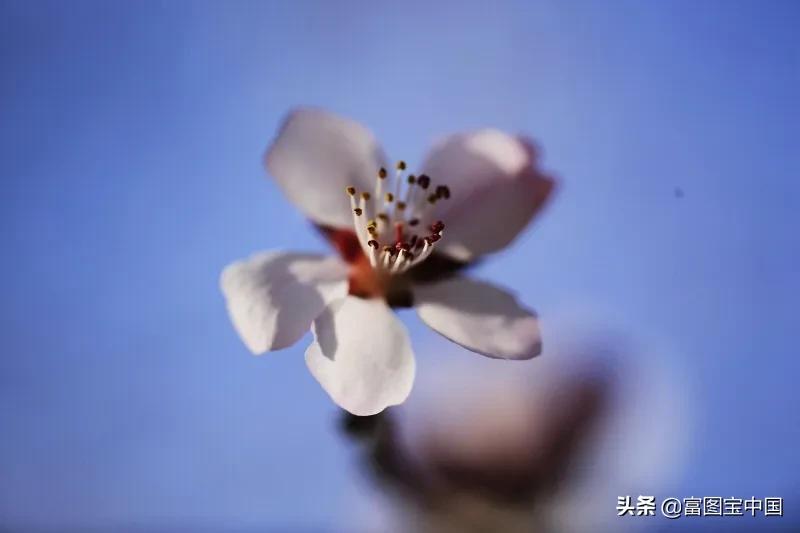 桃花怎么拍才好看,桃花怎么拍摄才能出新意