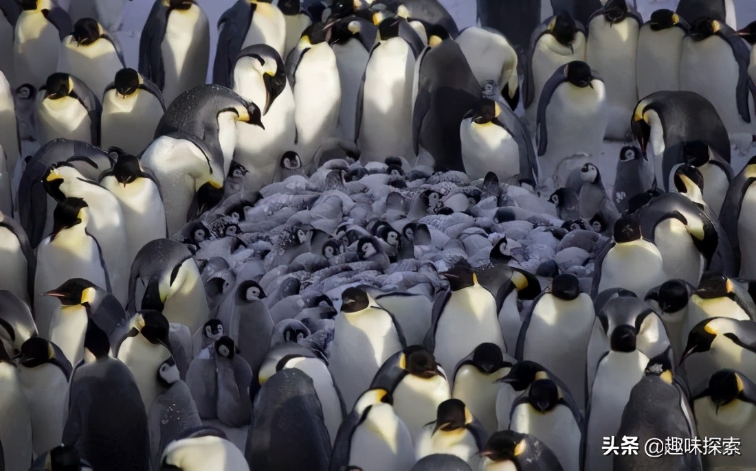 企鹅在南极为什么不会被冻死,南极那么冷为什么企鹅没冻死