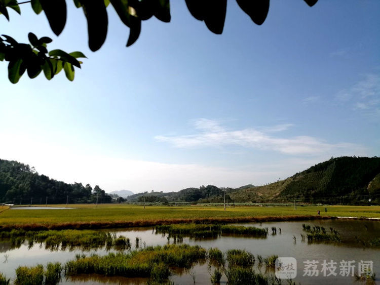 “百城千县万村调研行”|广西柳州:从街头小吃到“网红”,小小螺蛳粉撬动百亿大产业