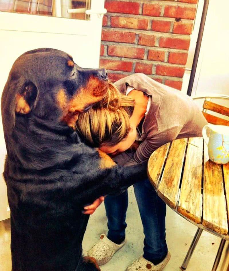 寿命最长的六种狗有你正在养的吗,寿命最短的五种狗有你家的吗