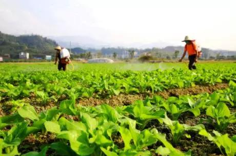 如何种植才能避免重茬一看就明白,种植重茬好还是换茬好