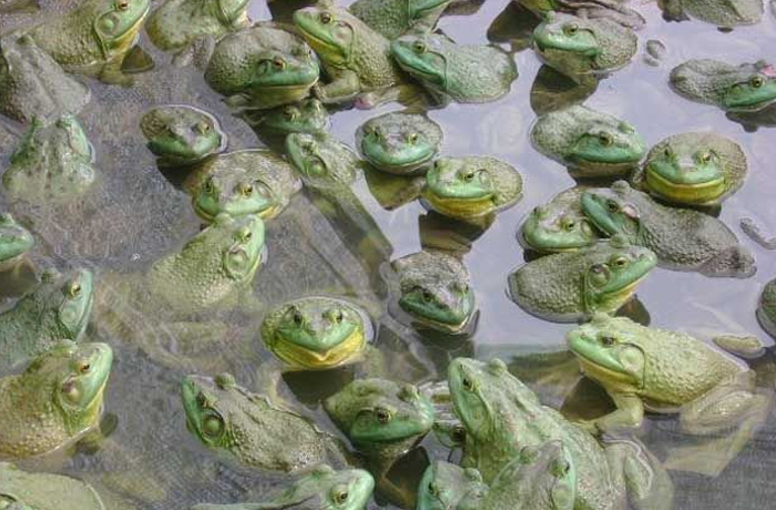 人工养殖青蛙和野生青蛙区别,青蛙怎么养