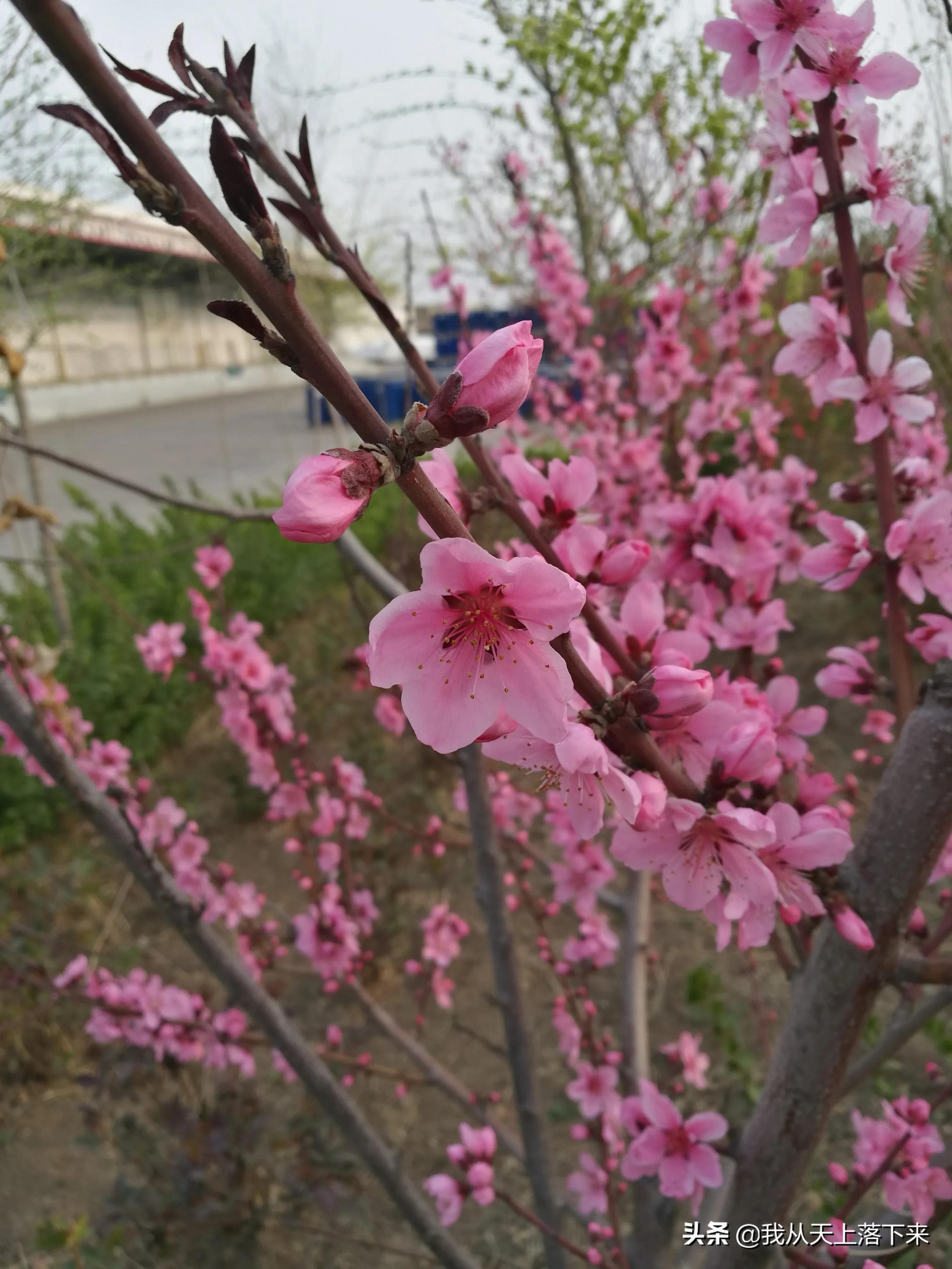 100张花朵美图,100张花图片大全