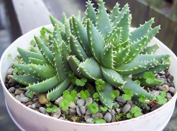 盆栽芦荟底部叶片干黄怎么办,养芦荟怎么规避黄叶落叶