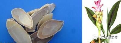 常用300种中药饮片的名称,凌霄花中药饮片别名