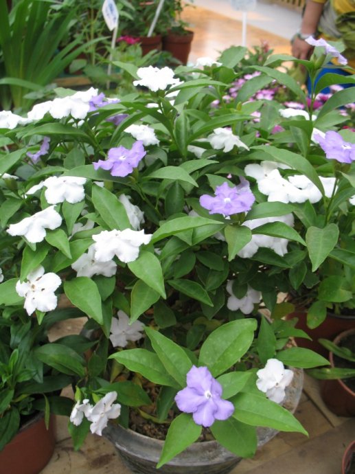 双色茉莉不开花光长叶是怎么回事,双色茉莉怎么让它开花多