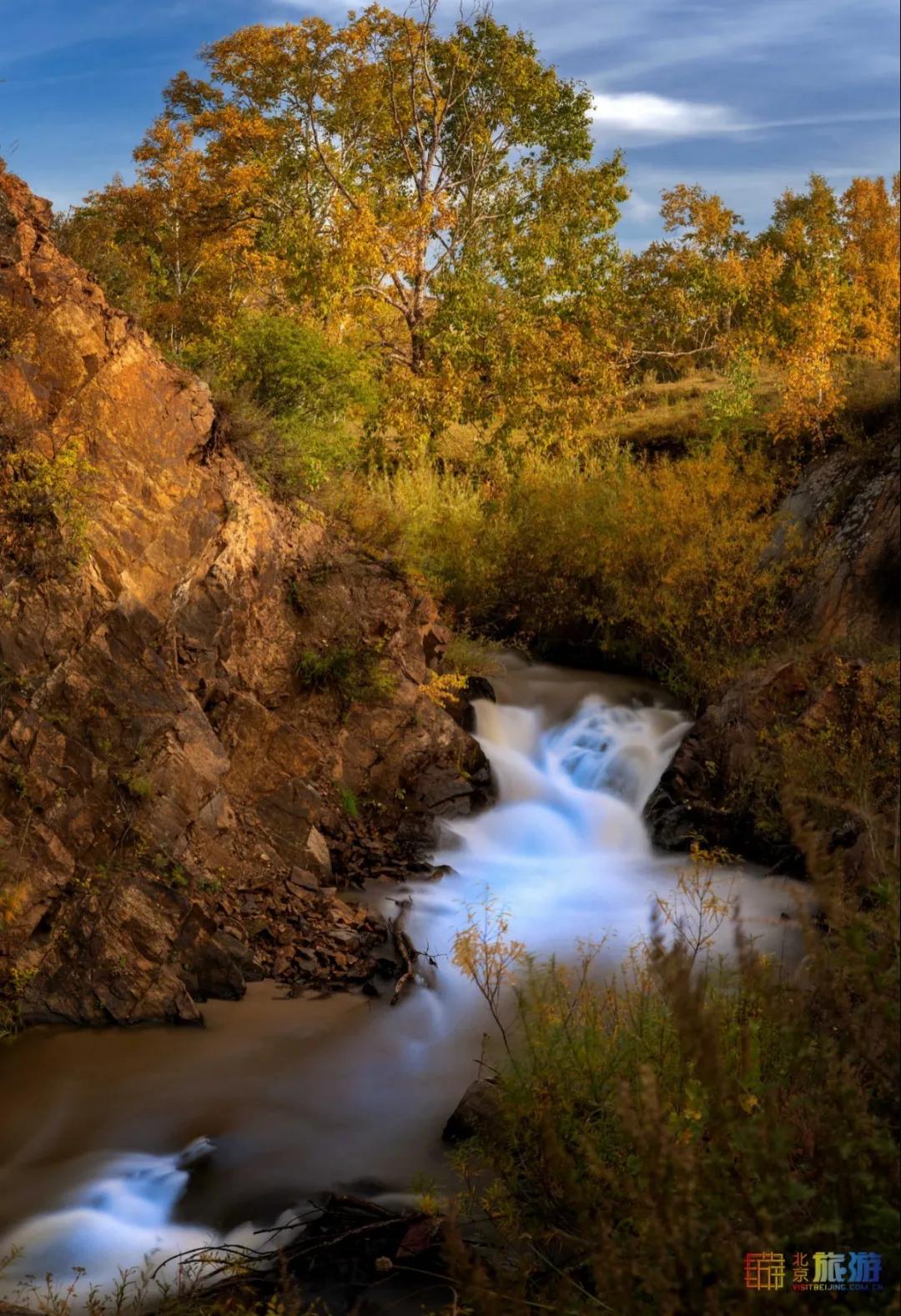 一到秋天，这里就美成了金色天堂！全世界独一份！