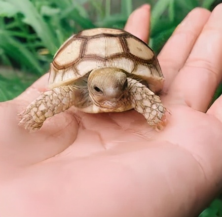 爬宠怎么安排饲养全部过程,饲养任何爬宠都需要注意这几点