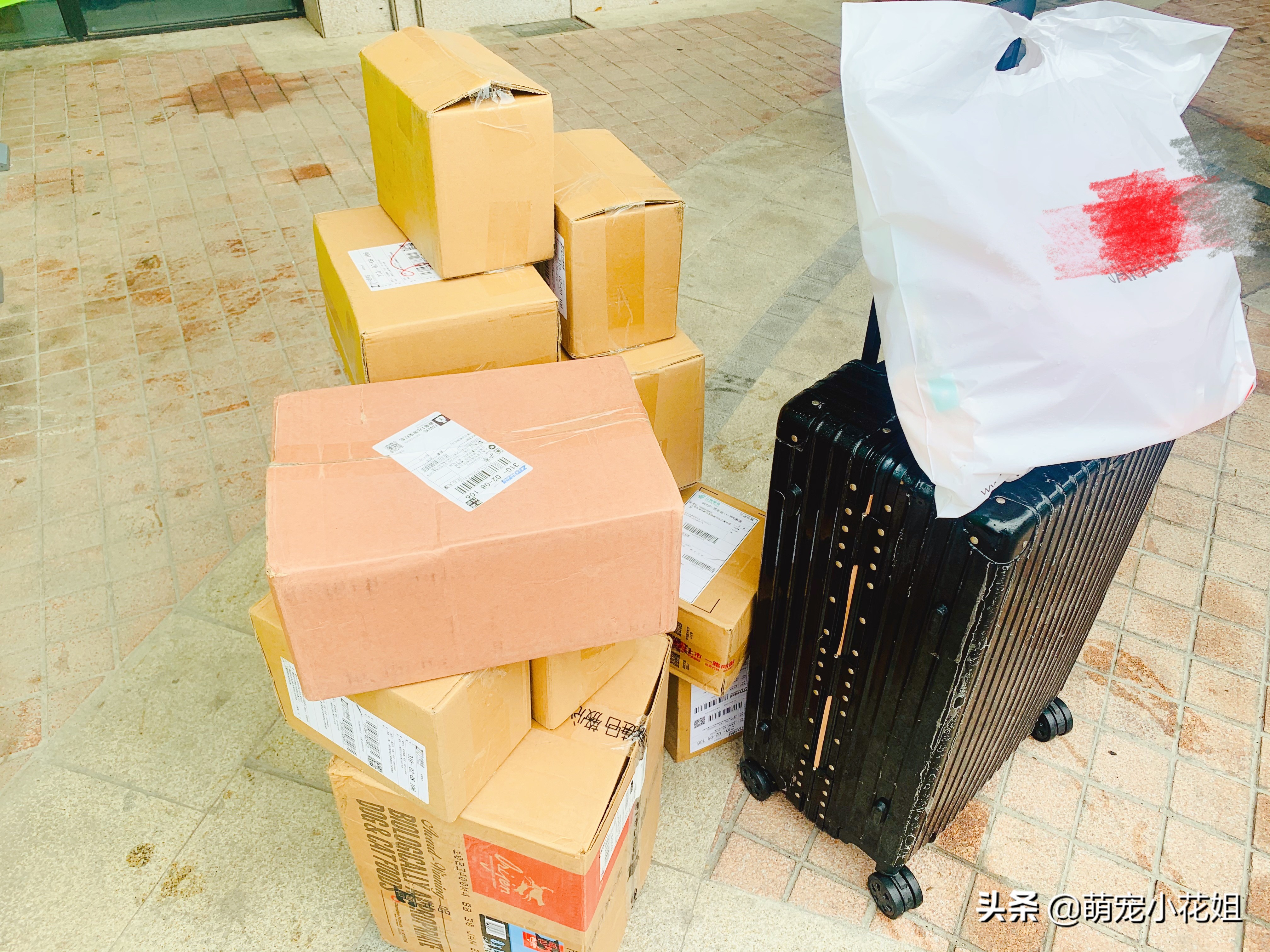 疫情期间猫咪独自在家怎么解决,疫情期间猫咪独自在家3天