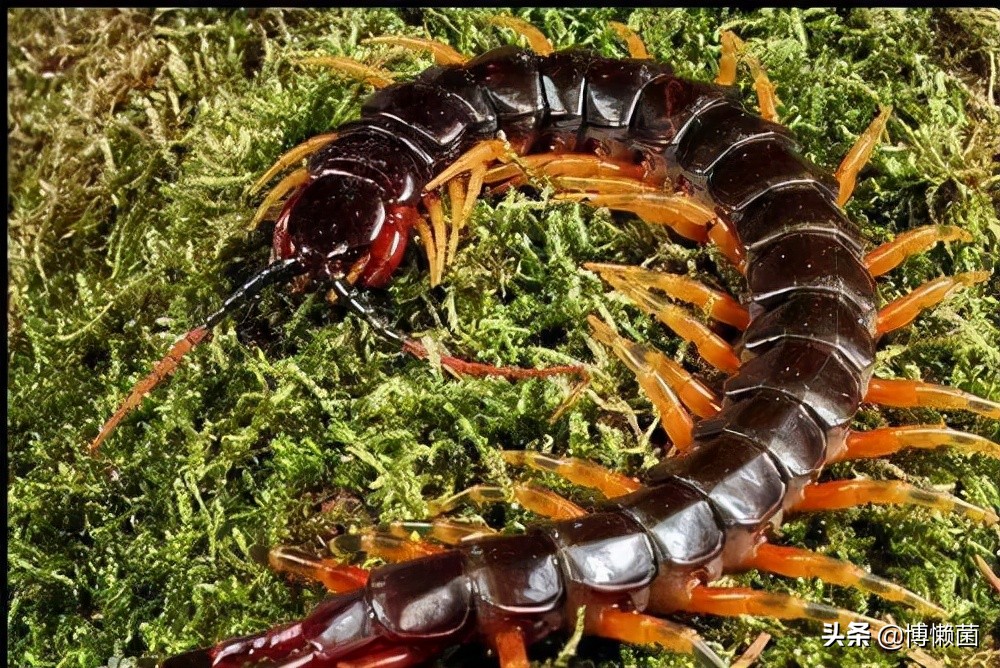 鑿插埄鏅矝宸ㄥ瀷铚堣殻鍚冮笩,鑿插埄鏅矝宸ㄥ瀷铚堣殻鐏粷浜嗗悧