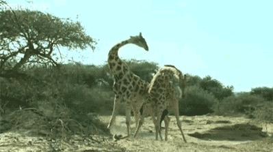 骆驼最里面的肉球是什么,骆驼挂嘴边的肉球是什么