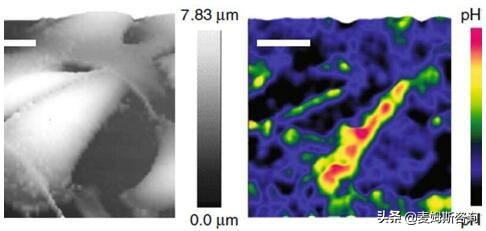 纳米探针治癌细胞,纳米生物传感器的应用