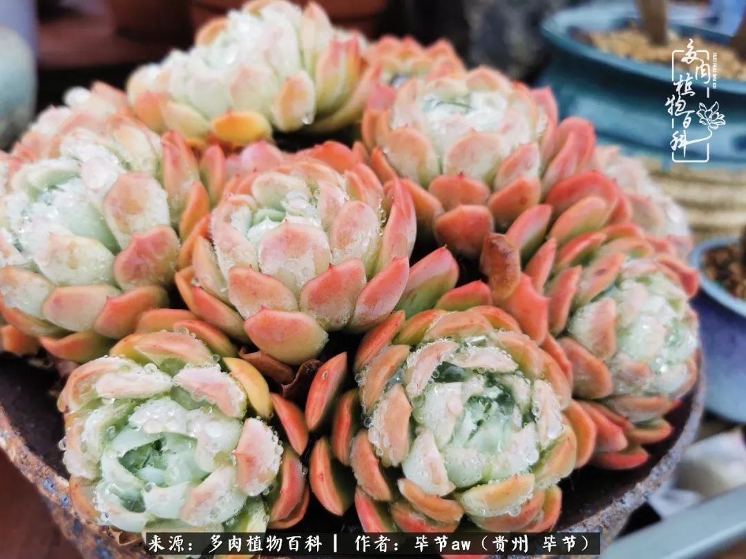 有多少次的会心一笑，全因多肉！那是一种心间流出的甜