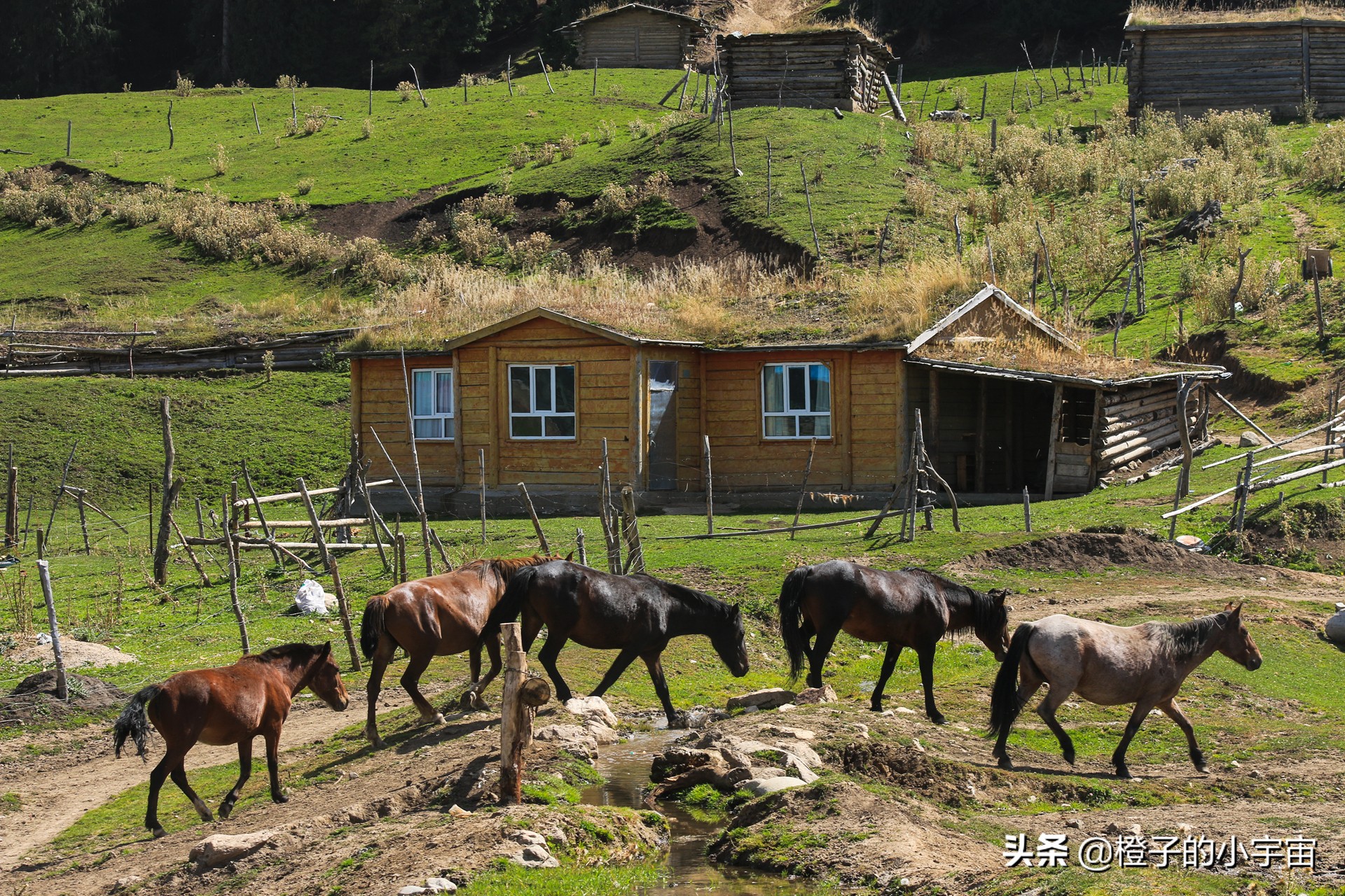 怀念琼库什台的羊毛被