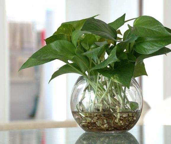 水培绿萝怎么养才能长得茂盛,水培绿萝绿萝里的土需不需要洗掉