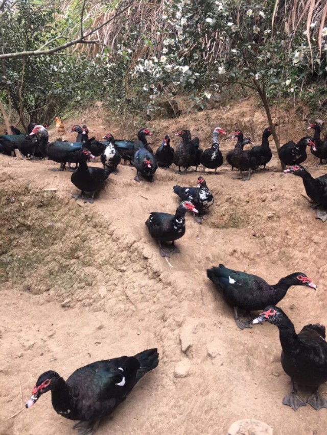 大山里的原生态放养黑番鸭,农村养殖番鸭视频