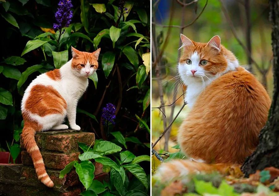 儿童画草丛立体剪纸,小猫在草丛睡觉简笔画