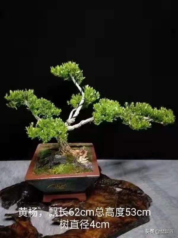 龙柏盆景的造型,龙柏盆景什么样