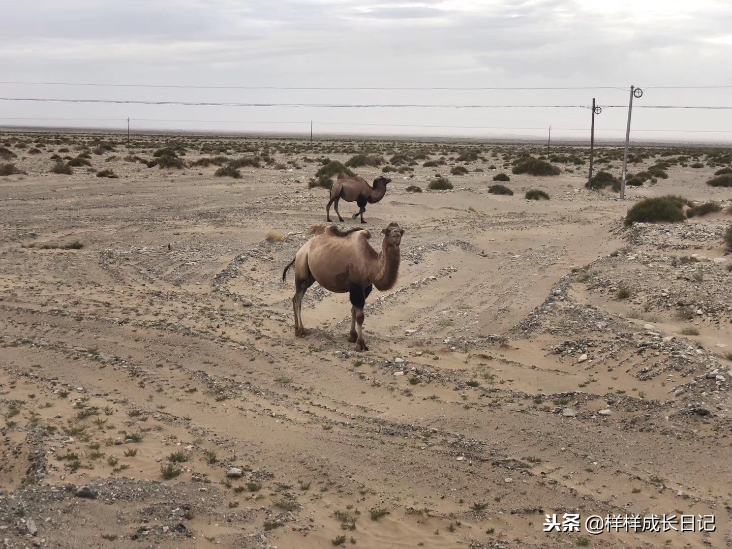 一家三口游北疆攻略,一家三口去北疆旅游大概花多少