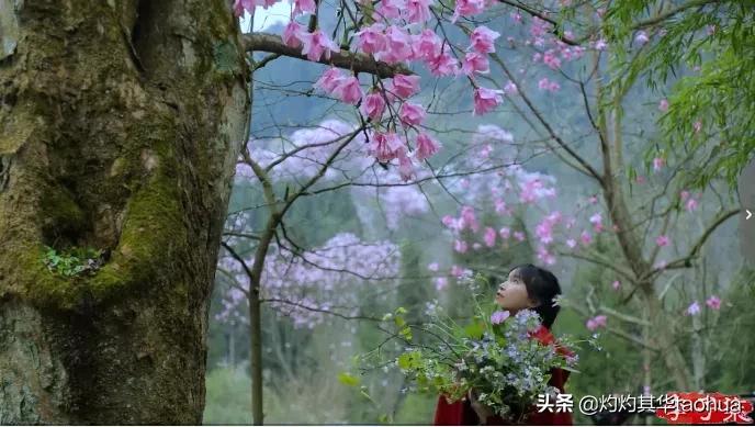 李子柒又出新视频,火爆国内外的网红李子柒