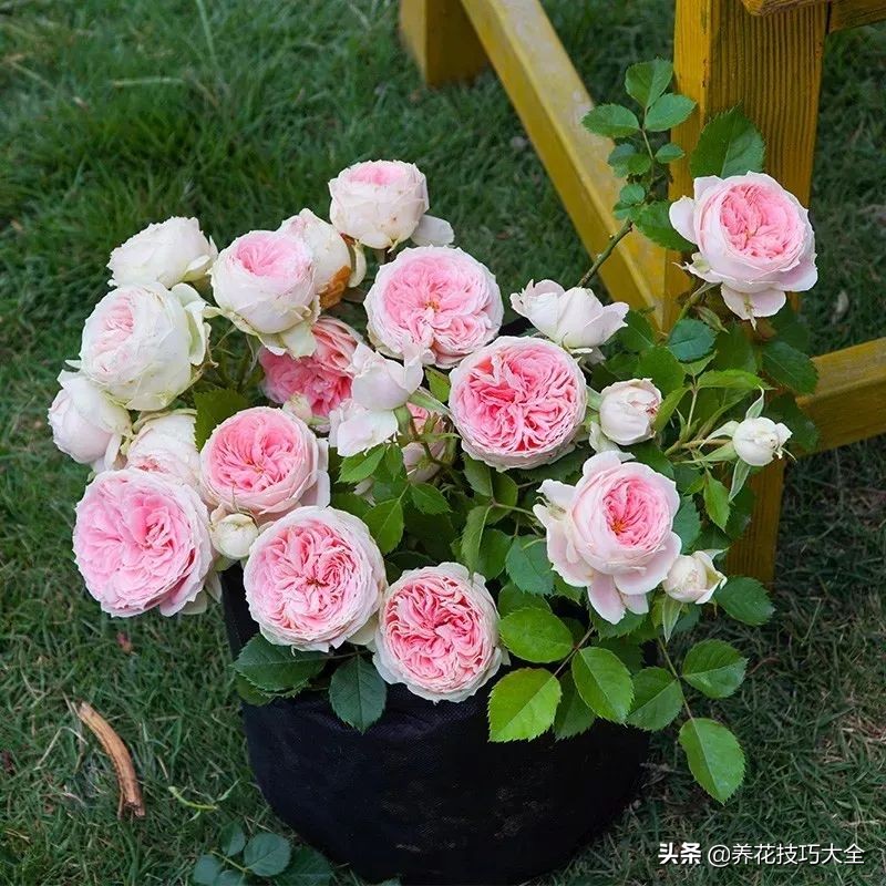 四季开花的月季又香又好养有几种,最漂亮10种盆栽月季