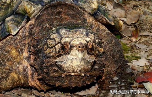 大鳄龟塌背翘甲怎么办,大鳄龟塌背是啥样的