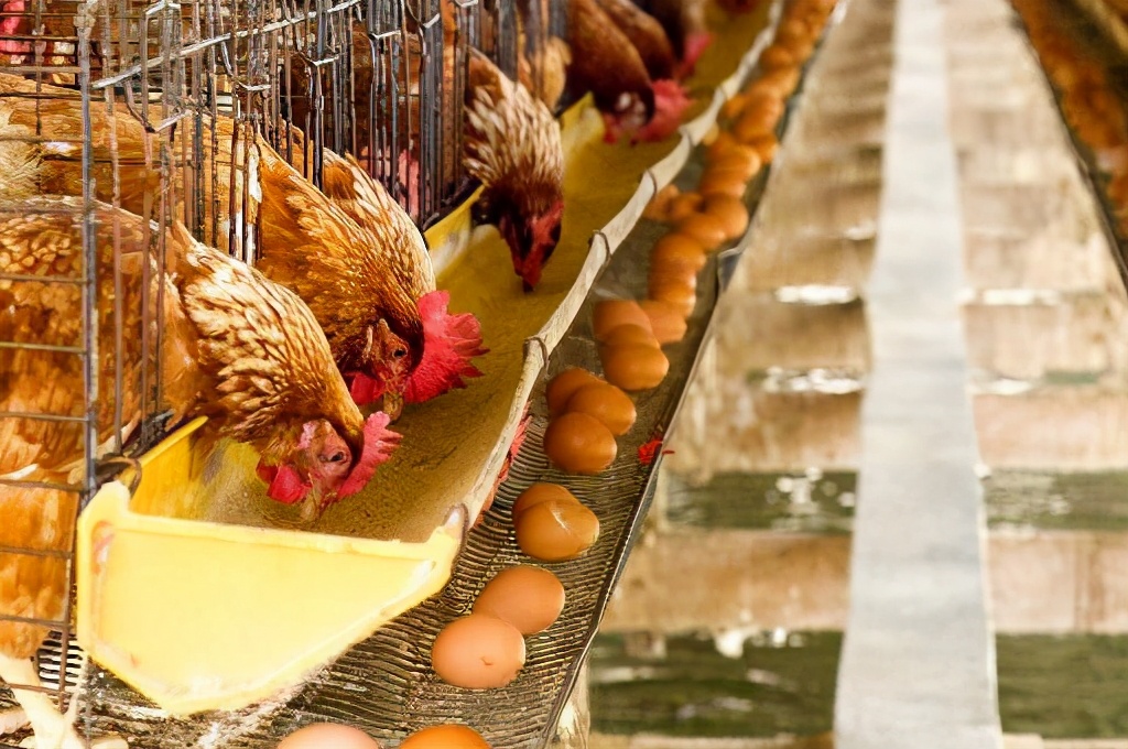 养殖鸡遇到高温天气怎么办,春季养殖鸡死亡率高吗