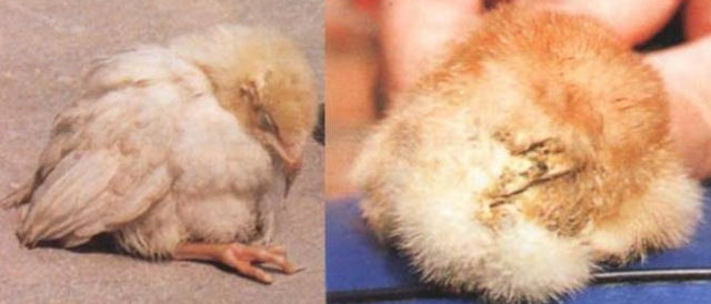 鸡拉白痢流鼻涕咳嗽用什么药最好,鸡拉白痢吃什么药好得快