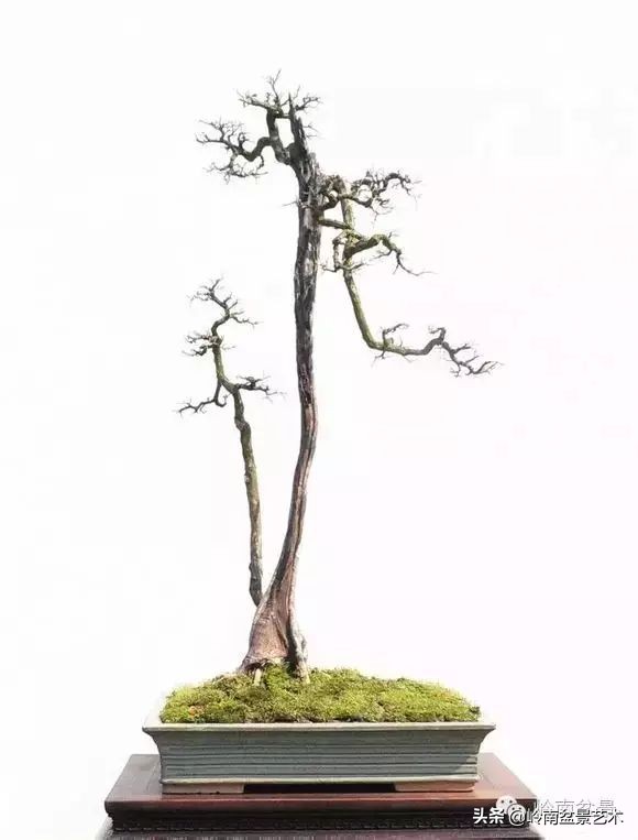 素仁格与文人树，你怎么看？