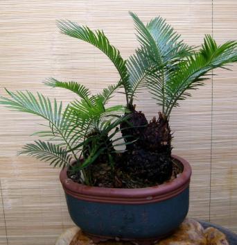 铁树苗怎么移栽最好,铁树幼苗最佳移栽方法